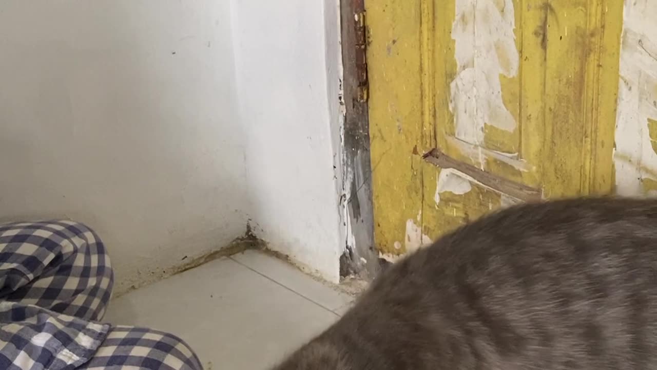 Kitten Gets Stuck Under Door