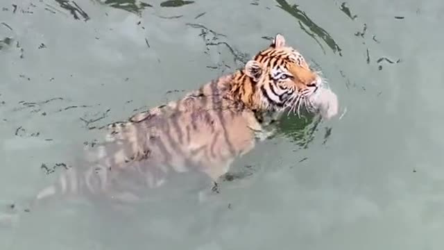 Some people say I can't swim