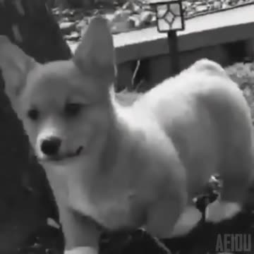 X-Files Corgi Edition