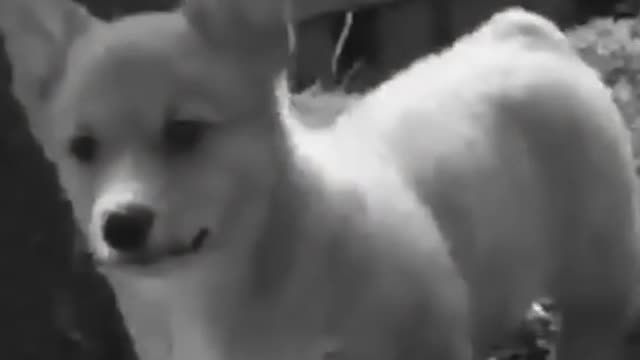 X-Files Corgi Edition