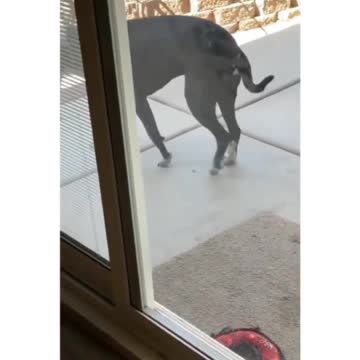 Watch How A Dog teaches a puppy to open the Door