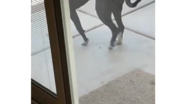 Watch How A Dog teaches a puppy to open the Door