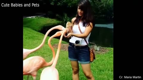 Funny Animals Scarring And Chasing People 2022 Compilation