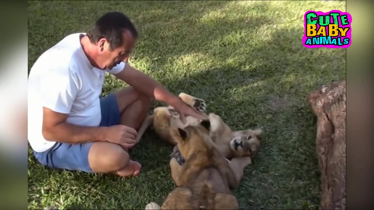 Lion Cubs and Baby Lion Cutest Moment as a Pet - Cute Baby Animals