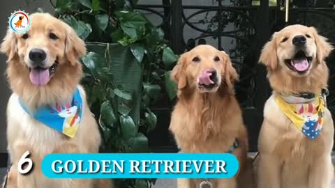 10 world Most Popular dog breeds / Popular dog breeds