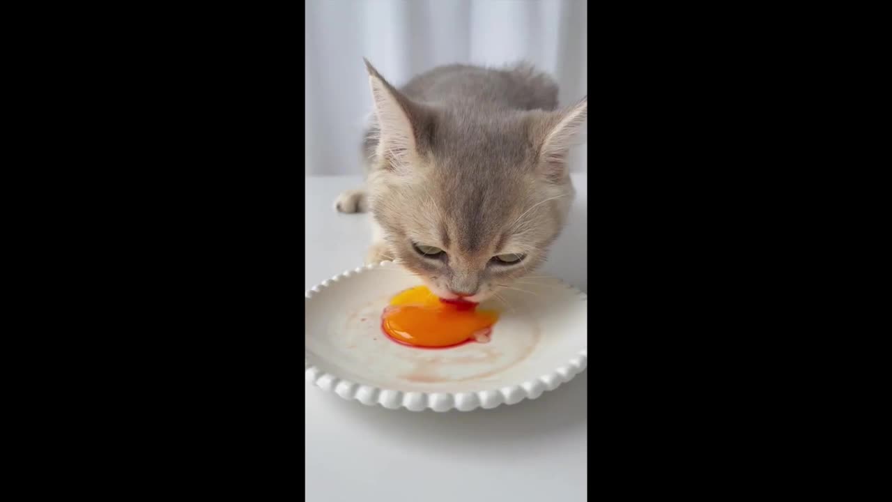 Cut cat have to eat