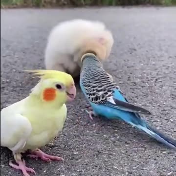 Cute Animals | Funny Pets Very cute.