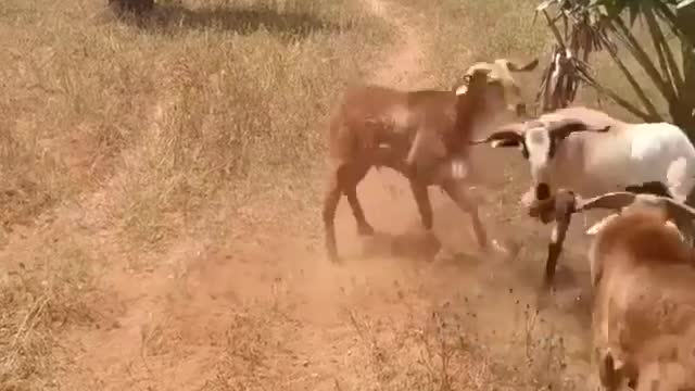 two male goats fighting for strength