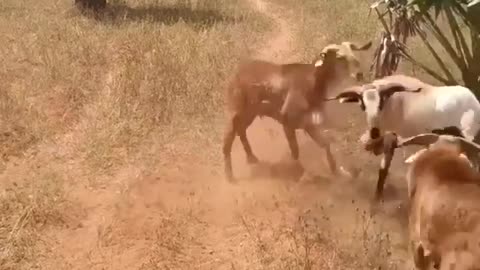 two male goats fighting for strength