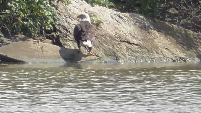 121 Toussaint Wildlife - Oak Harbor Ohio - This Fisherman Don't Need No Pole