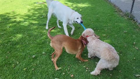 Ava vs Breeze and Leo- tug time. May, 2022