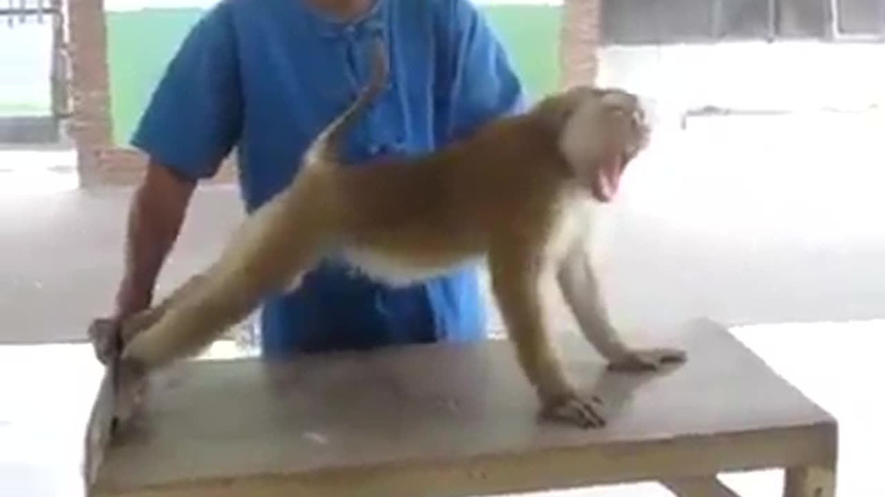 Fanny monkey 🐒 exciries 😆 😂 😆