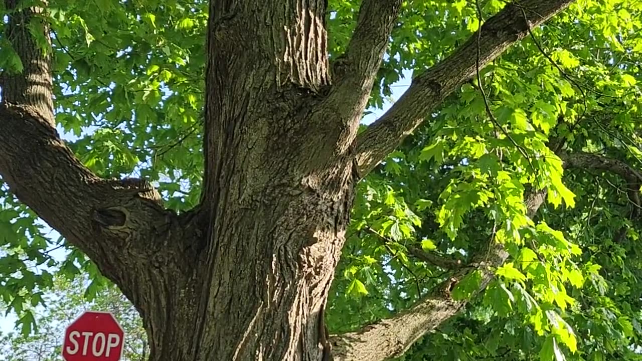 Squirrel time