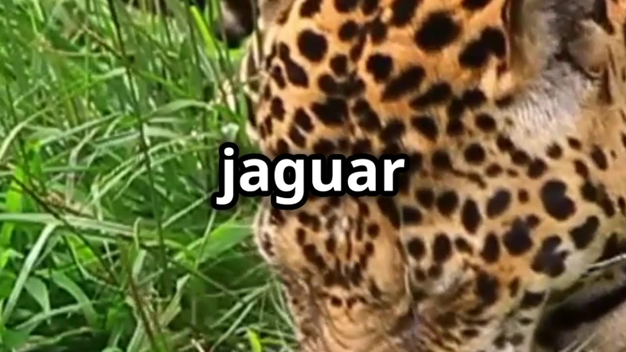 🐆 Jaguar The Big Cat with a Skull Crushing Bite 💥