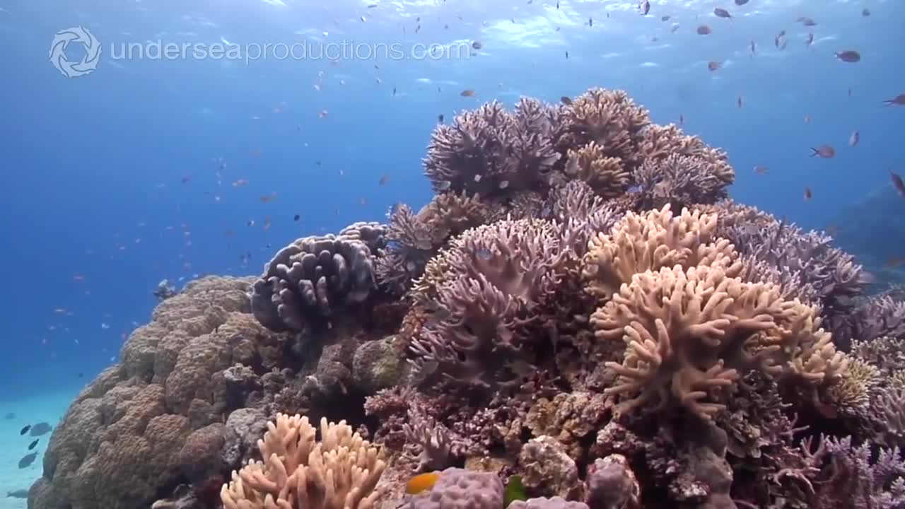 Australia's Great Barrier Reef _ beautiful underwater nature _ Scuba Diving the Ribbon Reefs HD