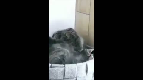 Sleepy Cat Almost falls backwards 😹