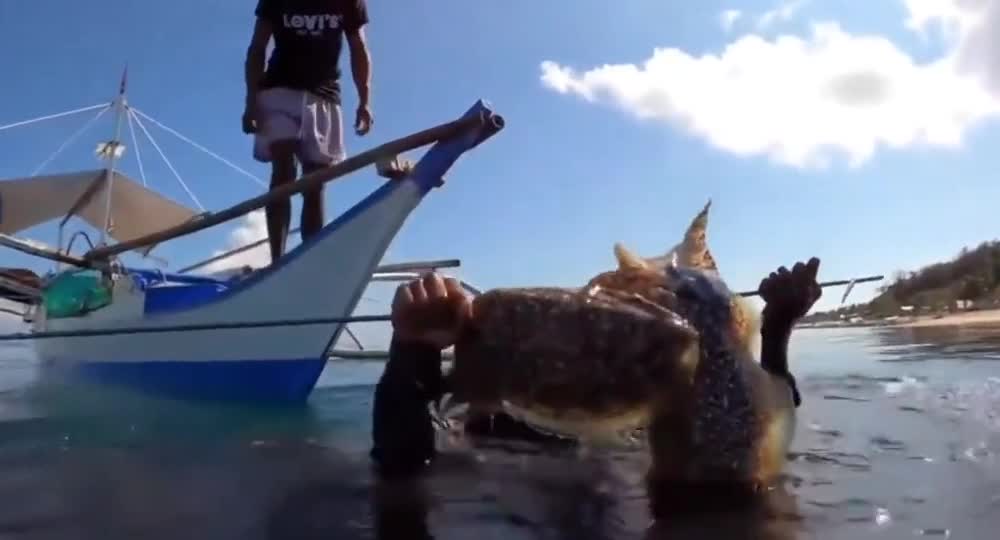 sea abroad, which is much bigger than squid