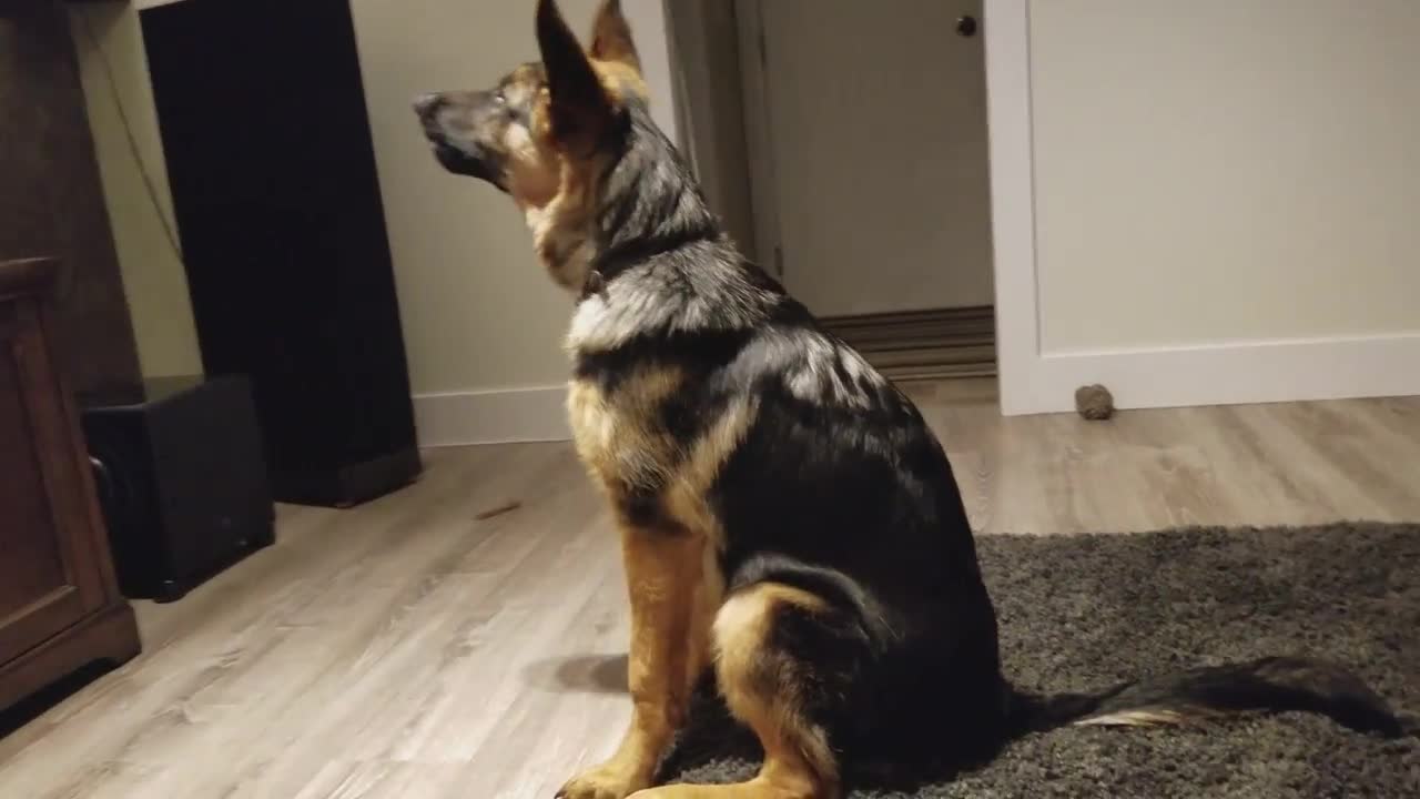 German Shepherd Howling Challenge!