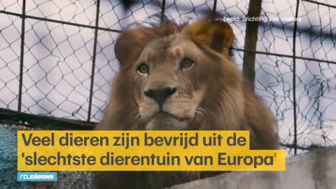 Schrijnende beelden_ dieren gered uit 'slechtste dierentuin van Europa' - RTL NIEUWS