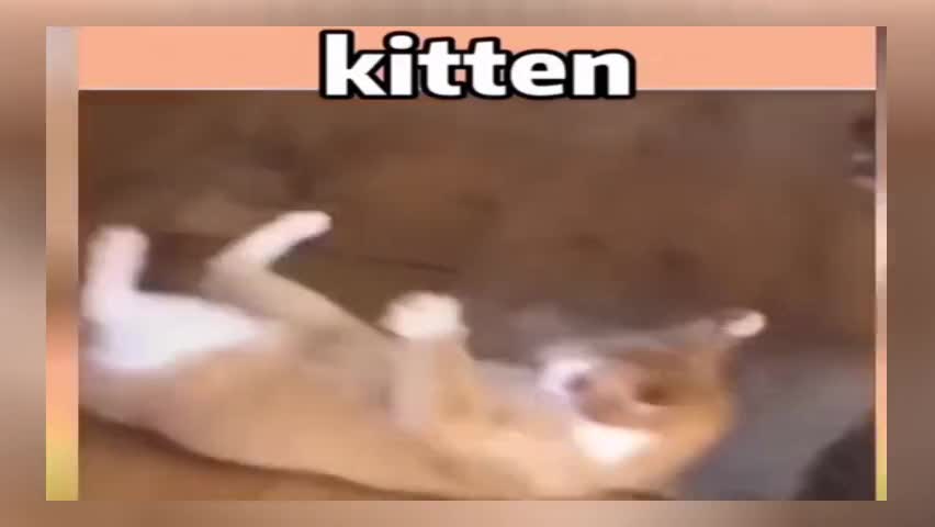 Cute sand sculpted cat -480P(avc1.64001F)