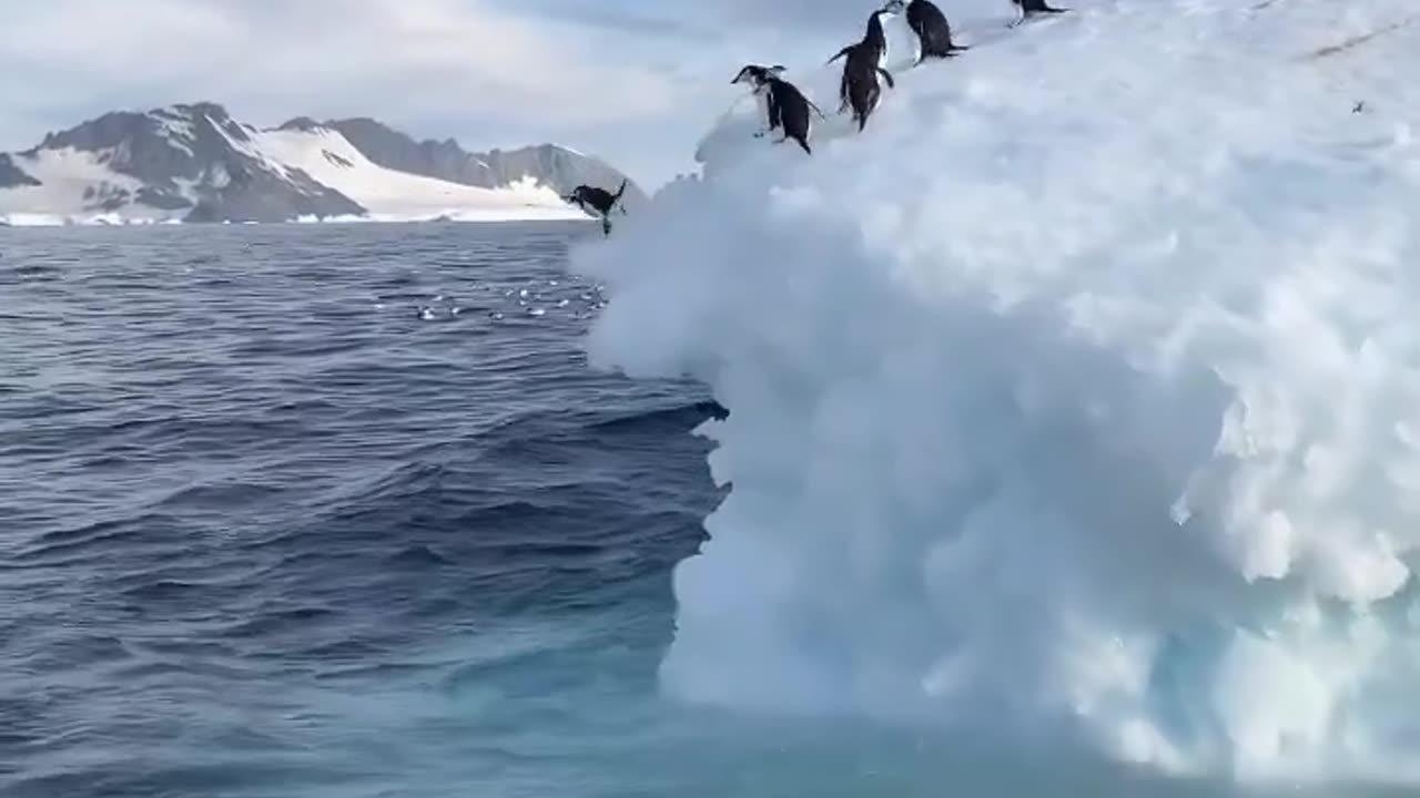 Jumping Penguin