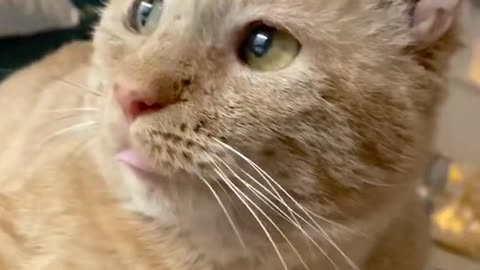 Impurrfectly perfect 👌🏻 #tiktokcats #catsoftiktok
