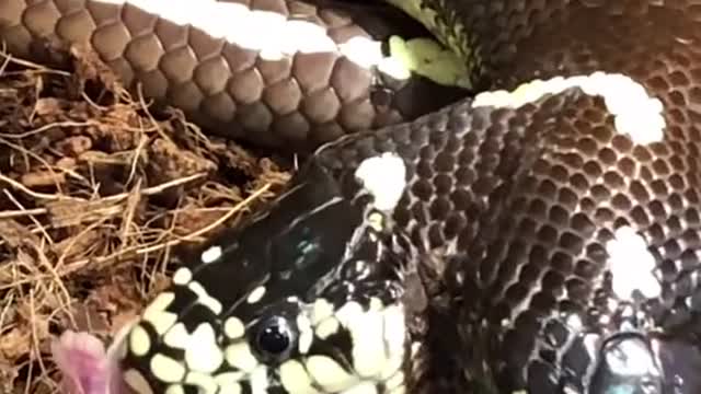 My Two Headed Snake eating