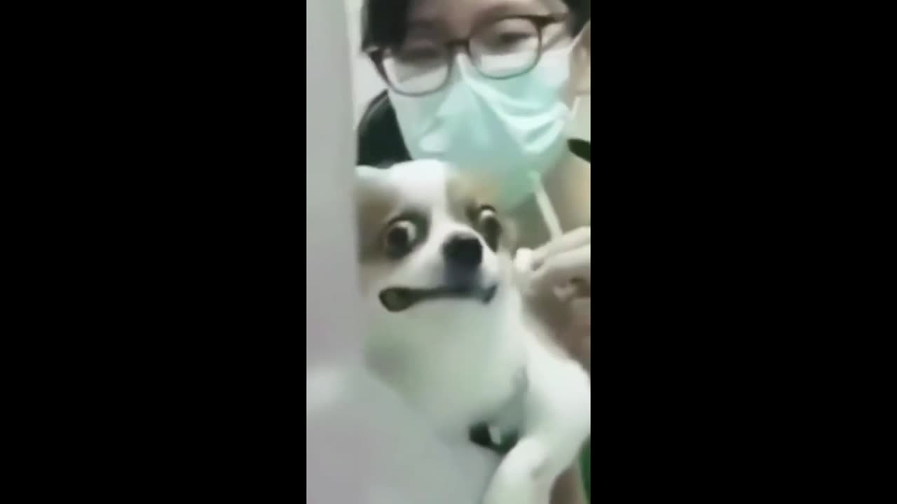 These small animals are really too afraid of the injection!