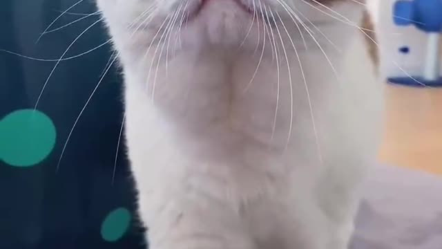 Want one of these cats?