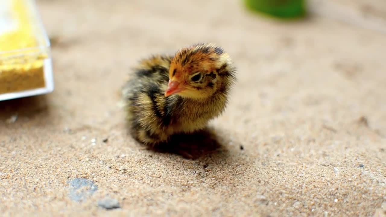 Little pretty chicken makes pleasant sounds