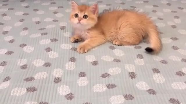 OMG So Cute Cats ♥ Best Funny Cat ❤️🐈Videos 2021 #shorts