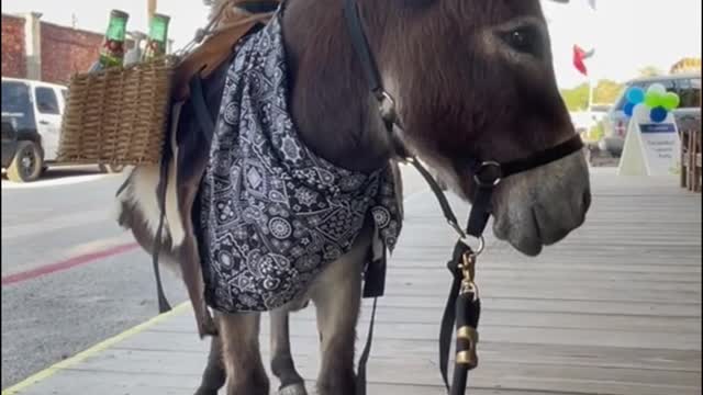 The donkey was going to carry the load