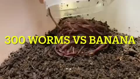 【SDGs】300 Worms vs Banana ＃vermicompost ＃earthworm_Cut