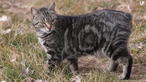 10 Biggest Cat Breeds