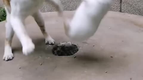 Cat and rabbit funny fight