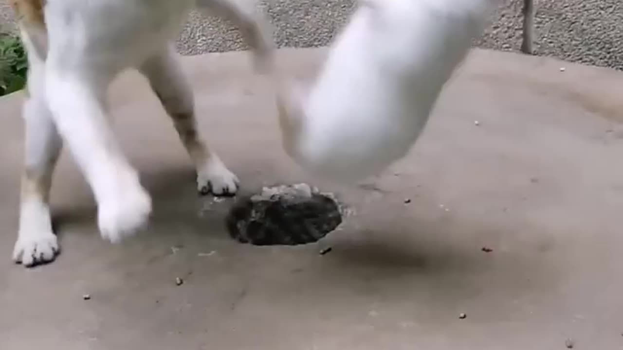 Cat and rabbit funny fight