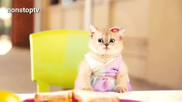 Cats Family Story / Smart Cute Cats Funny Video