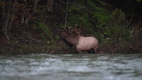 Elk Bugle Sound