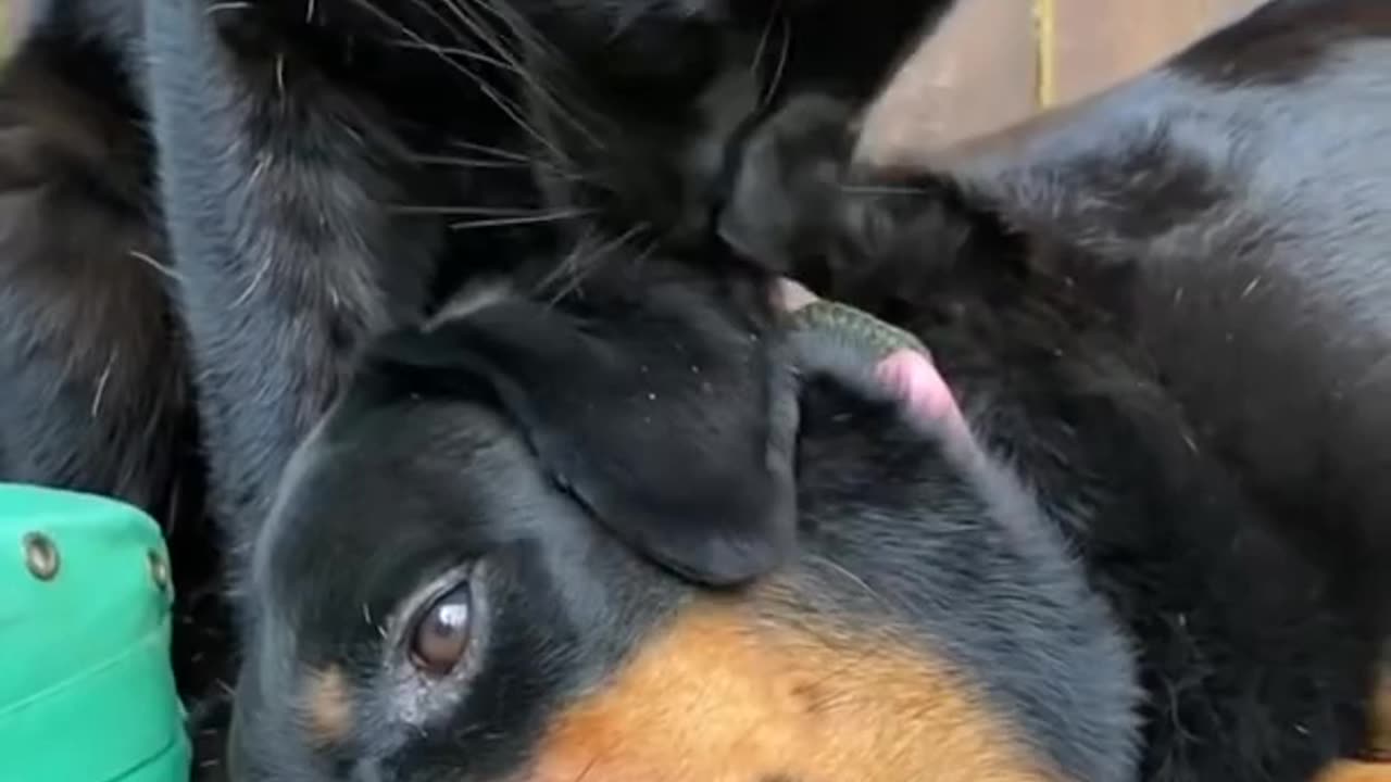 Growing up black panther