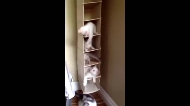Cute Baby Animals