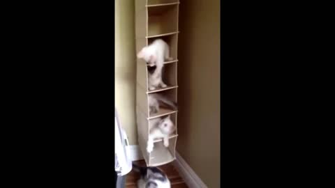 Cute Baby Animals
