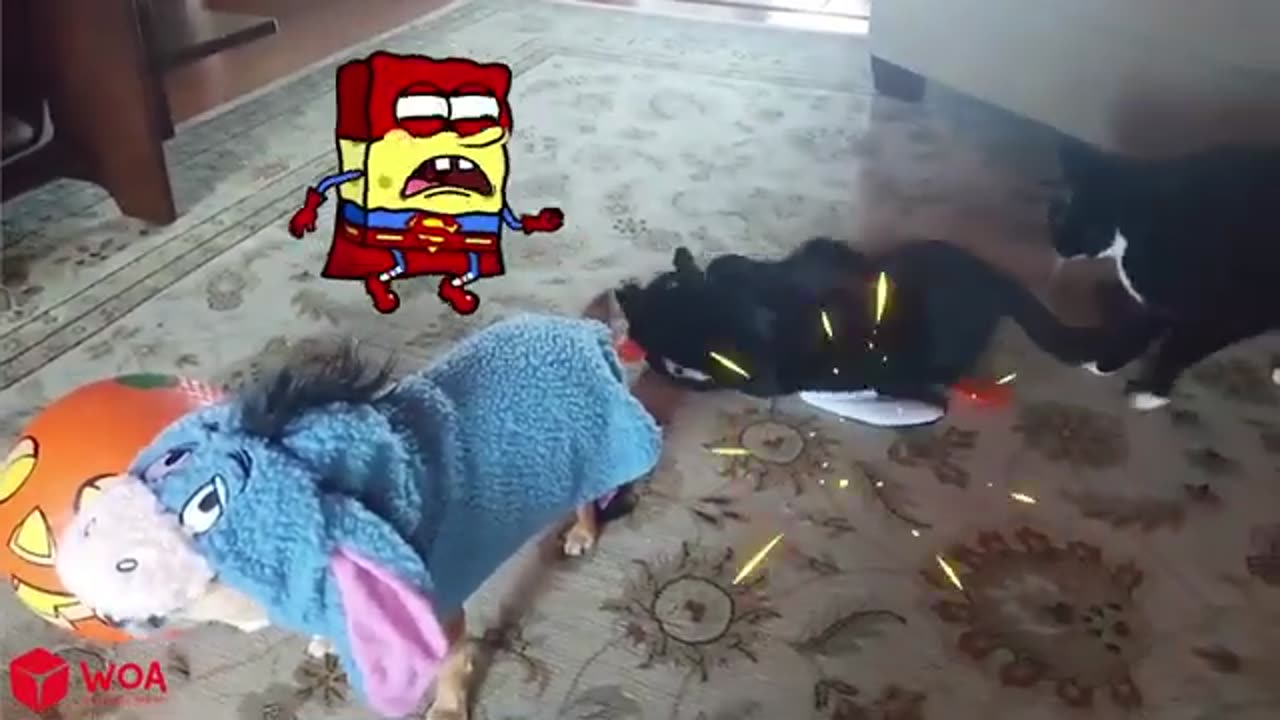 Funny Animal Videos 2023 😇 - Funniest Dogs and Cats Videos 😁