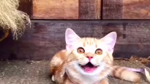 cute#funnyvideo#cat