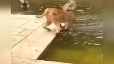 Funny monkey😂