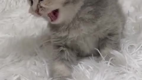 Cat meowing best video 2023