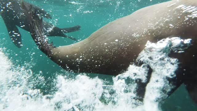 Harbor Seal