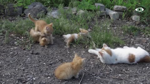 beautiful cats playing #cats