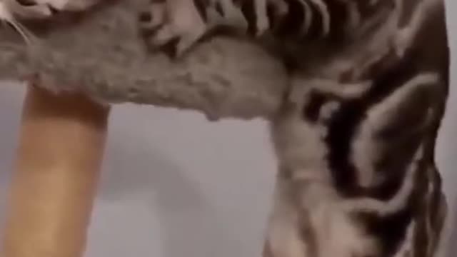 Funny cats in life 😿😹 - Cute and Funny Cat Videos