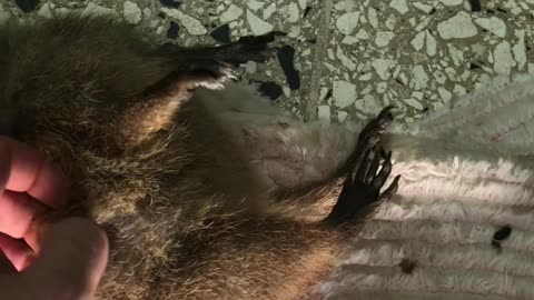 Pet Tropical Rat in Cuba loves Belly Scratches!