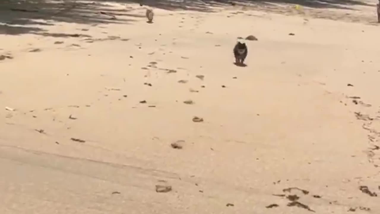Funniest Animals
